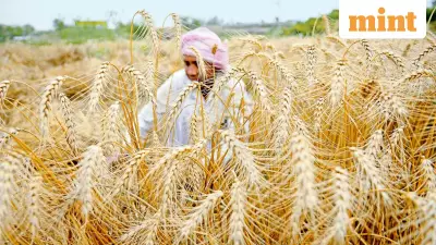 IMD Forecasts Rain Relief for North India, Cold Wave to Persist Briefly