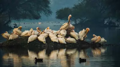 India's 5 Iconic Wetlands: Wildlife Sanctuaries & Conservation Havens