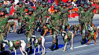 India's Indigenous Dog Breeds Shine at Republic Day Parade 2026