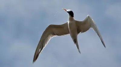 Jharkhand Partners with BNHS for Five-Year Vulture Breeding Conservation Initiative