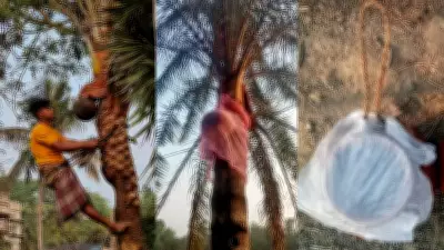 Joynagar Shiulis Adapt Traditional Date Palm Sap Collection Amid Nipah Concerns