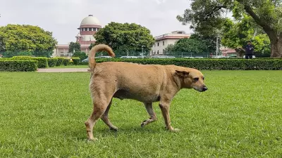 Kapil Sibal's 'They Never Bite Me' Remark on Stray Dogs Draws SC's Sharp Response