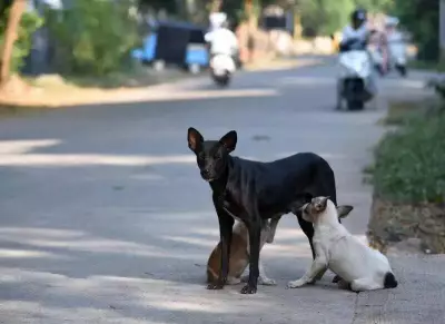 Karnataka University Develops India's First Oral Rabies Vaccine for Stray Dogs
