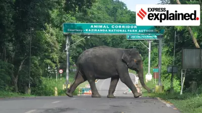 Kaziranga Elevated Corridor to Reduce Animal Deaths in Assam National Park