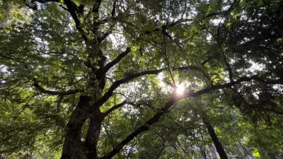 Kolkata's 70-Year-Old Freedom Fighter's Tamarind Tree Saved by Citizen Collective