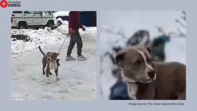 Loyalty Beyond Human Measure: Dog Guards Teen's Body for 4 Days in Himachal Snowstorm