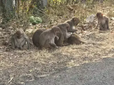 Monkey Tragedy in Kamareddy: Four Dead After Suspected Tranquilizer Dumping