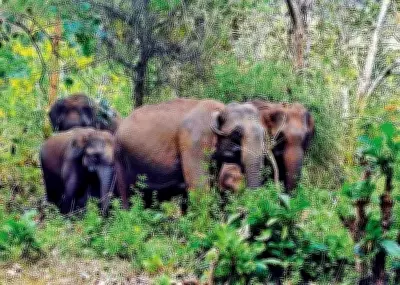 MoRTH Forms Joint Group to Study NH 766 Tunnel Road Feasibility in Kozhikode