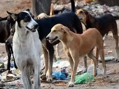 Mumbai's Jeev Sabha Proposes Humane, Science-Based Stray Dog Plan