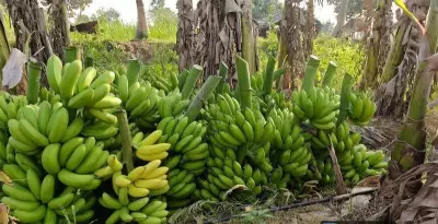 Mysuru's GI Crops Get Export Boost to Combat Extinction Threat