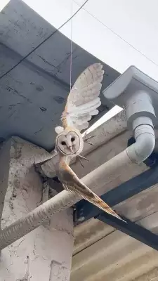 Owl Rescued from Deadly Manja in Valsad, Highlighting Festival Threat to Birds
