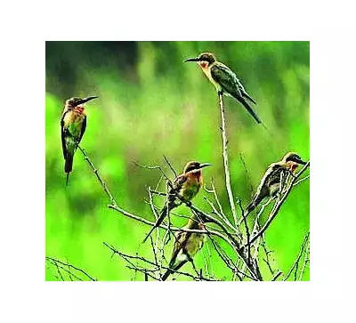 Rajgir Hills Attract Record 135 Bird Species, Including Rare Eurasian Sparrowhawk