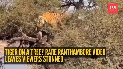 Ranthambore Tiger Breaks Stereotype: Rare Tree-Climbing Moment Captured