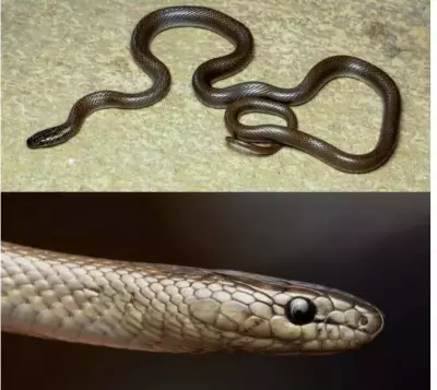 Rare Snakes Wallophis & Calliophis Discovered in Rajasthan's Pratapgarh