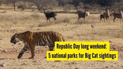 Republic Day Weekend: Top 5 National Parks for Big Cat Sightings in India