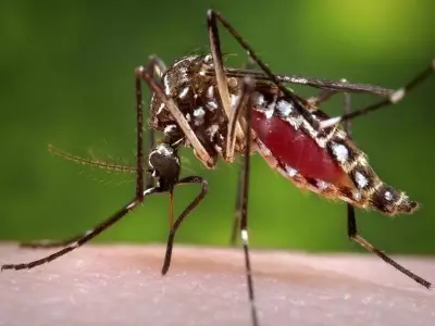 Sindh Reports 103 Fatalities from Mosquito-Borne Illnesses in 2025
