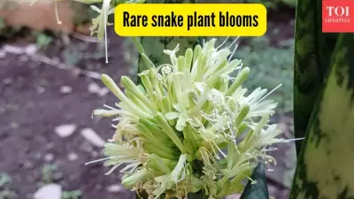 Snake Plant Blooms: A Rare Cosmic Event in Your Home
