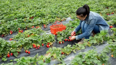 Strawberry Season Returns: Farm Visits, Health Benefits & Sweet Recipes