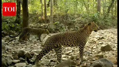 Sunabeda Sanctuary Emerges as Leopard Haven Post-Maoist Era in Nuapada