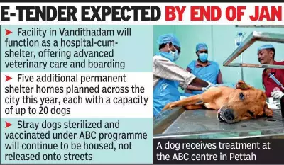Thiruvananthapuram to Build State's Largest Stray Dog Shelter & Hospital by Jan-End