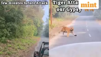 Tiger Charges at Safari Gypsy in Jim Corbett, Viral Video Sparks Safety Debate