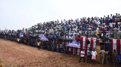 Trichy's First Jallikattu Sees 334 Tamers, 668 Bulls at New ₹3 Crore Arena