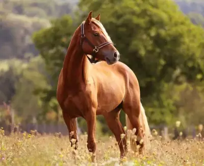 Two Horses Critically Injured in Hit-and-Run on Hyderabad's Balapur Road