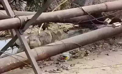 Vadodara Panic: Jackal Chase in Sama Area Creates Hour-Long Urban Drama