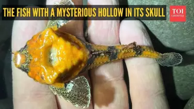 Washington's Rockhead Poacher: Fish with Skull Hole Uses It as Communication Tool