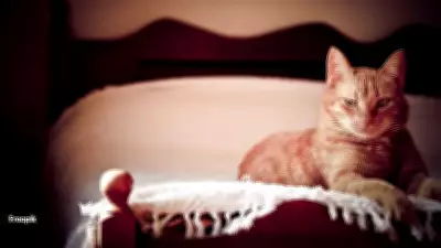 Why Cats Wake You at 3 AM: Science Behind the Chaos & How to Stop It