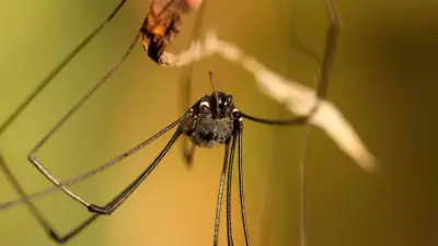 Why Daddy Longlegs Walk on 6 Legs: Science Reveals Sensory Secret