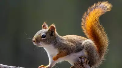 Why Squirrels Flick Their Tails: A Silent Signal of Caution Explained