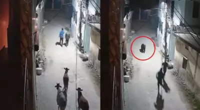 Wild Bear Terrorizes Rishikesh Locals, Chases Cows in Viral CCTV Footage