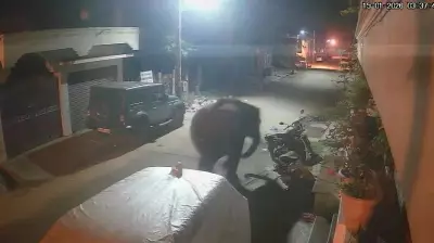 Wild Elephant Wanders into Gundlupet Town, Damages Motorcycle in Karnataka