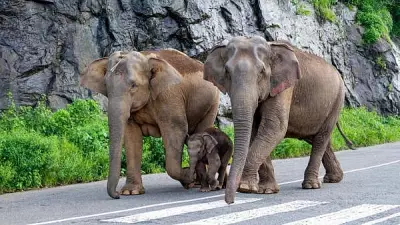 Wild Elephants Trample Elderly Woman to Death in Assam's Udalguri District