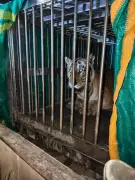 10-Year-Old Royal Bengal Tiger Rescued in West Champaran After Straying from Reserve