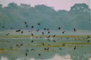 14 Migratory Bird Species Grace Valmiki Tiger Reserve This Winter