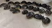 165 Indian Flapshell Turtles Rescued in Covert Op at Howrah Station