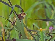 3 African Warbler Species Delay Dawn Chorus in Cold, Reveals South African Study