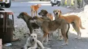 300 Dog Carcasses Found in Telangana Pit, Total Stray Deaths Reach 900