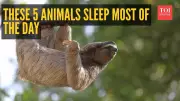 5 Animals That Sleep Most of the Day: Nature's Champion Nappers