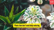 5 Low-Maintenance Plants Perfect for India's Climate & Busy Lifestyles