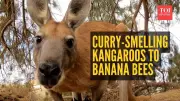 6 Animals That Smell Like Food: From Curry Kangaroos to Banana Bees