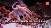 7 Fascinating Creatures with Blue Blood: Nature's Copper-Based Marvels