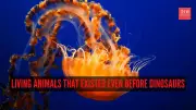 8 Ancient Animals That Roamed Earth Before Dinosaurs