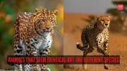 8 Animal Pairs That Look Alike But Are Different Species