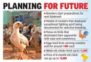 After Sankranti Cockfights, Andhra Breeders Invest Lakhs in Champion Roosters