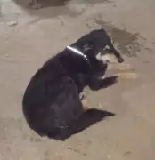 Agra Fits 300 Stray Dogs with Reflective Collars to Curb Night Accidents