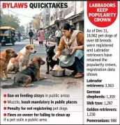 Ahmedabad to Enforce Strict Pet Dog and Stray Dog Bylaws with Penalties