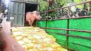 Alipore Zoo's Hippo 'Hippo One' Stays in Pool for 15 Days Due to Mystery Illness